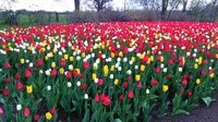 Spring 2018